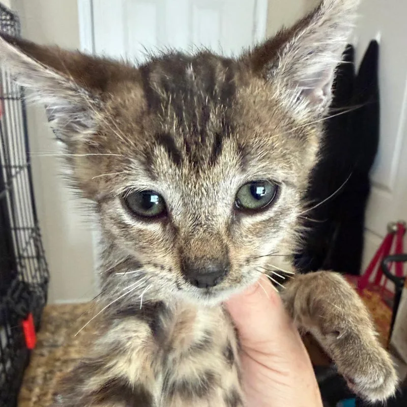 A baby small-sized male Brown / Chocolate Domestic Short Hair cat named Ringo for adoption in Austin, TX