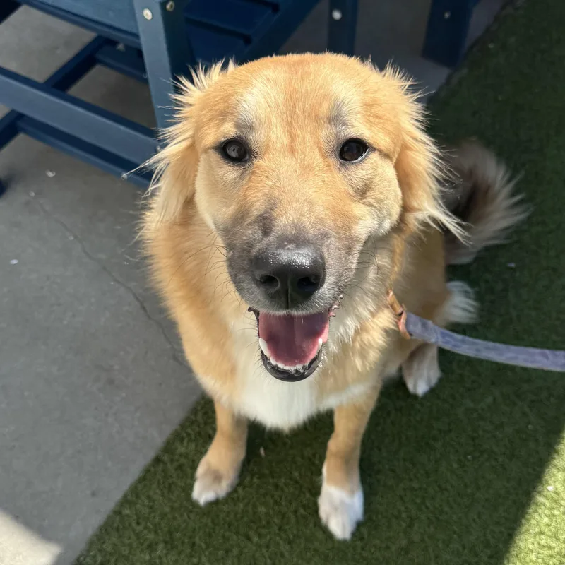 A young medium-sized female Bicolor German Shepherd Dog dog named Elsa for adoption in Fall River, MA