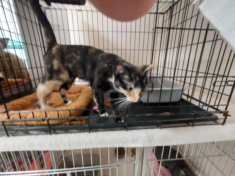 A young medium-sized female Tortoiseshell Domestic Short Hair cat named Ivy for adoption in Ellicott City, MD