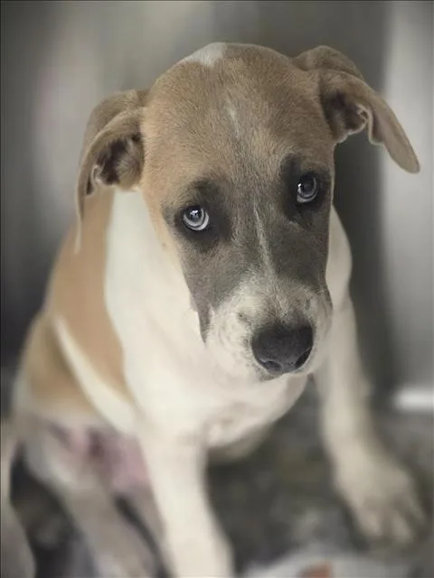 A baby small-sized male Staffordshire Bull Terrier dog named Boba for adoption in Los Angeles, CA