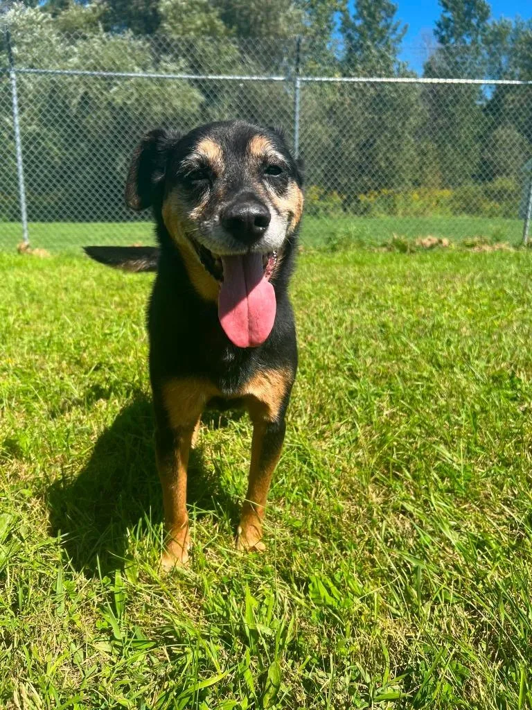 A senior medium-sized male Hound dog named Trigger for adoption in Ogdensburg, NY