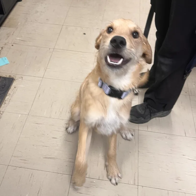A young small-sized male Yellow / Tan / Blond / Fawn Mixed Breed dog named Pluto for adoption in Mentor, OH