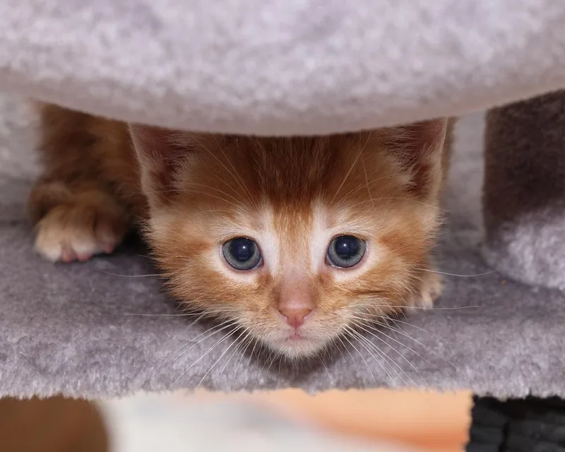 A baby small-sized male Domestic Short Hair cat named Tigger for adoption in Ferndale, MI