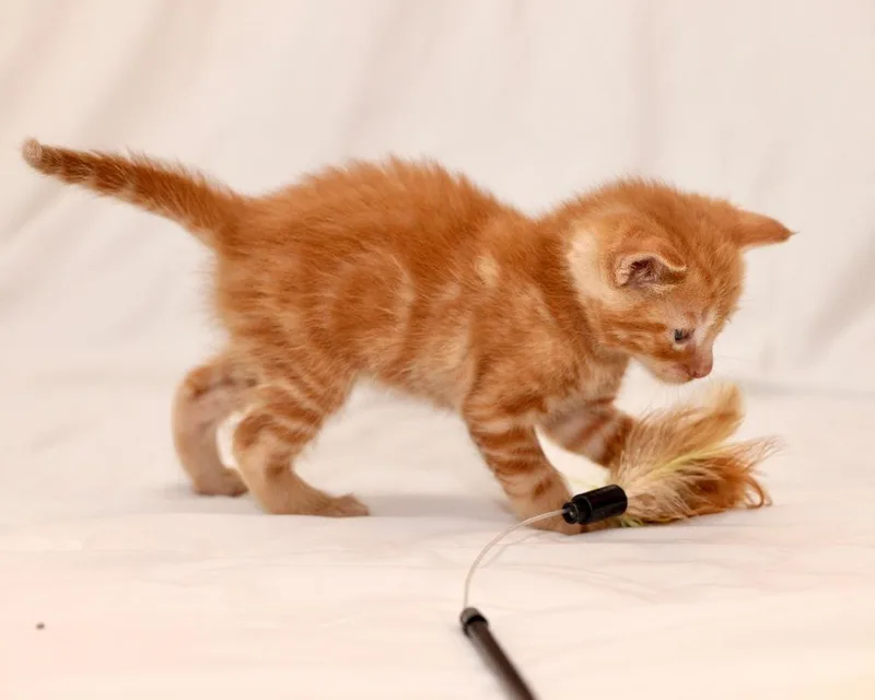 Tigger thumbnail 2