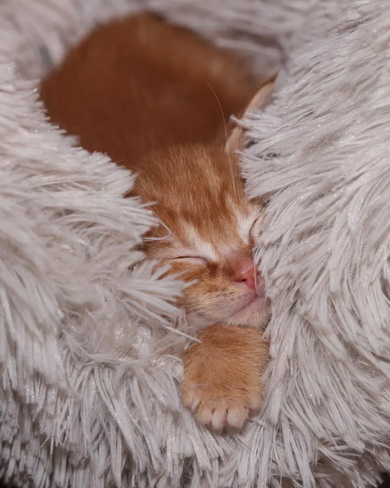 Tigger thumbnail 3