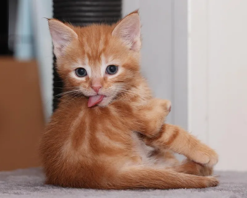 Tigger thumbnail 4
