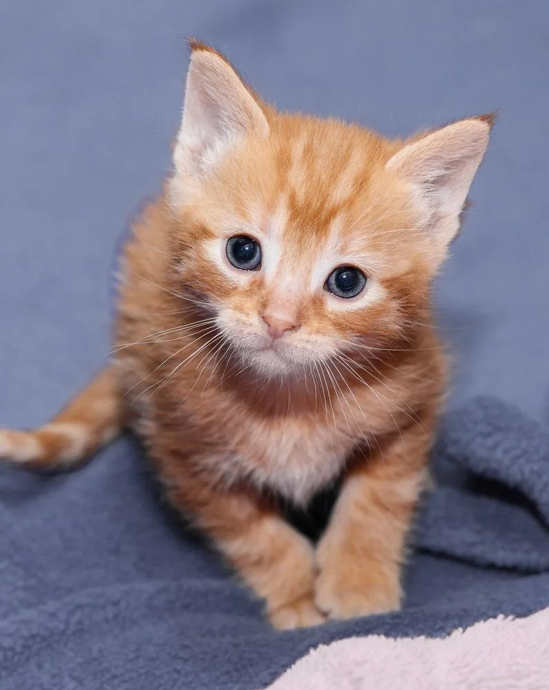 Tigger thumbnail 5