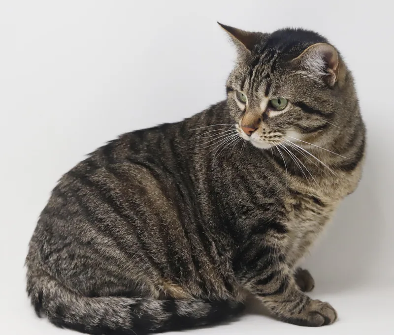 Penelope is truly purrfect thumbnail 2