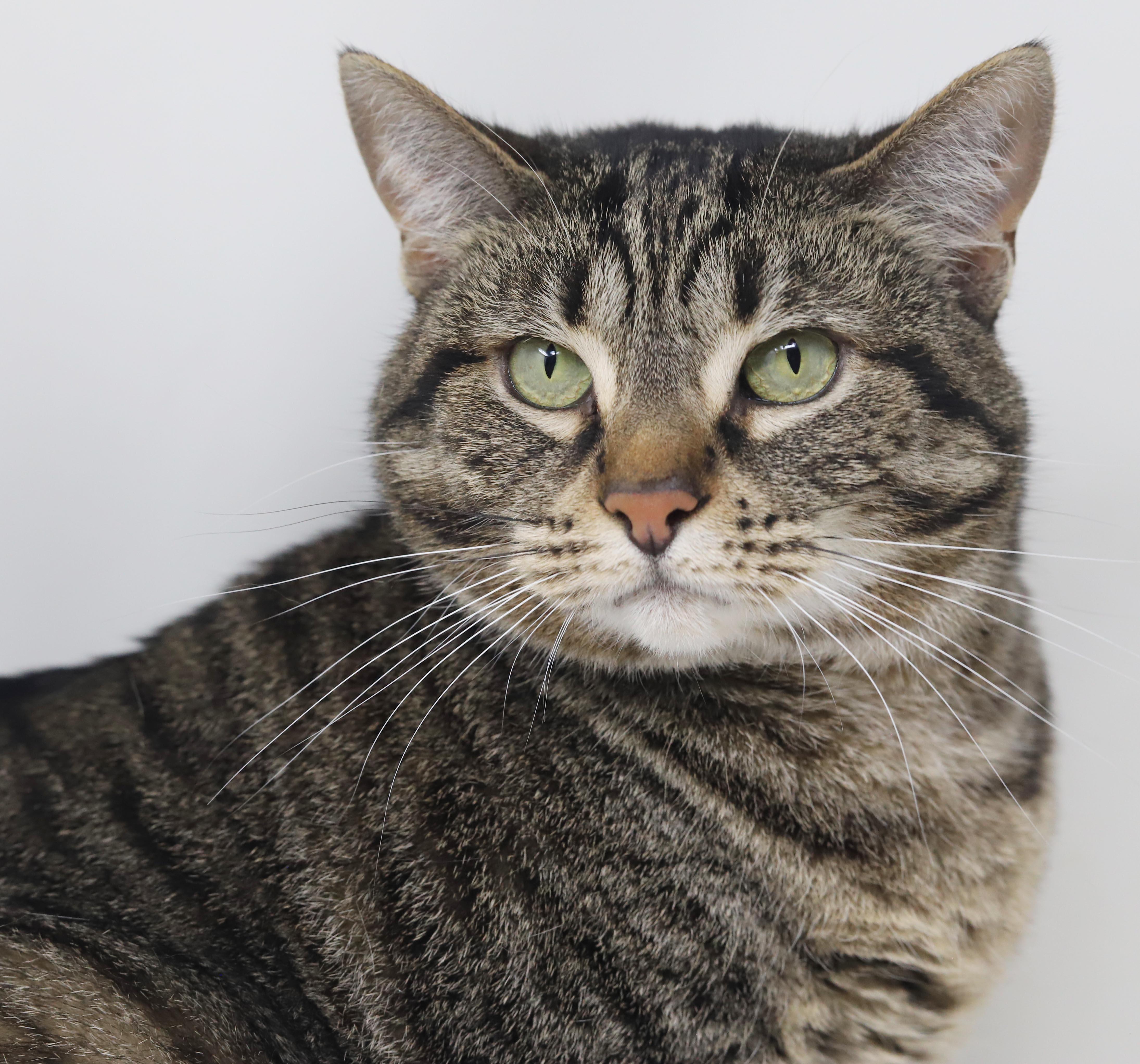 Penelope is truly purrfect thumbnail 3