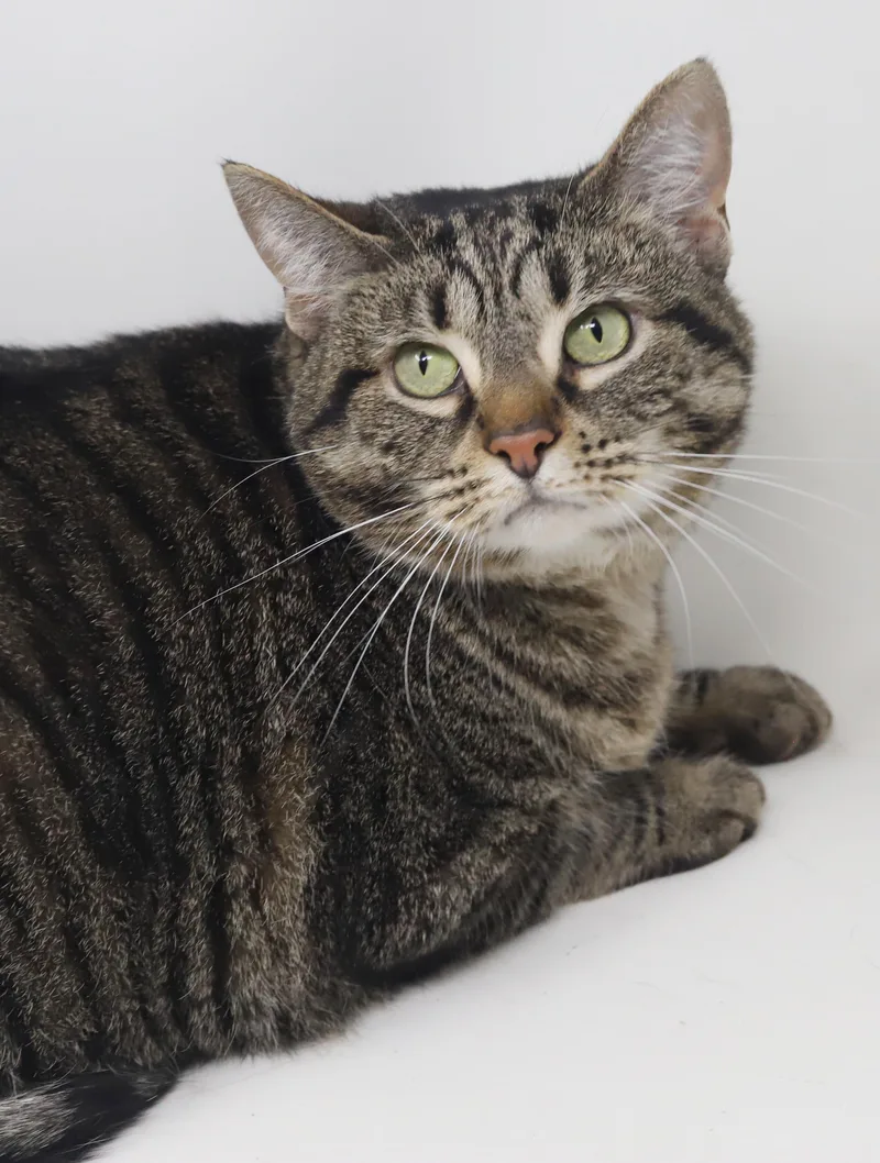 Penelope is truly purrfect thumbnail 4