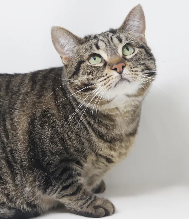 Penelope is truly purrfect thumbnail 5