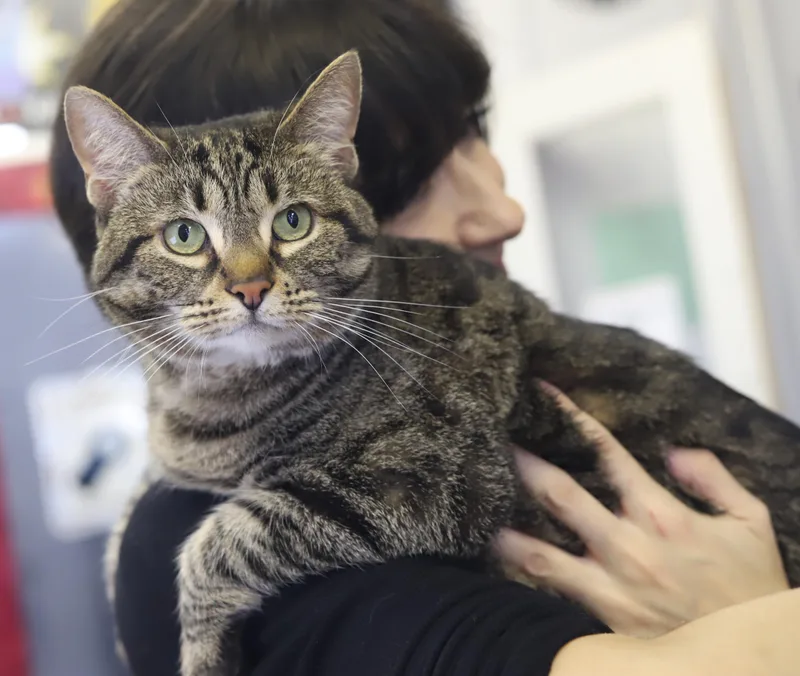 Penelope is truly purrfect thumbnail 6