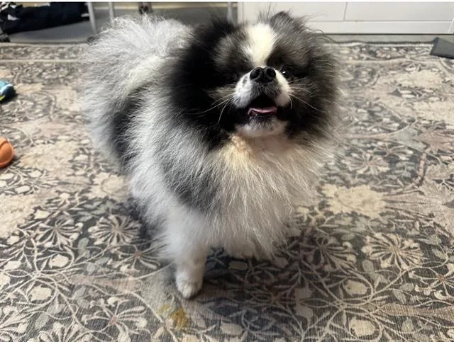 An adult small-sized male Pomeranian dog named Remy for adoption in Santa Cruz, CA