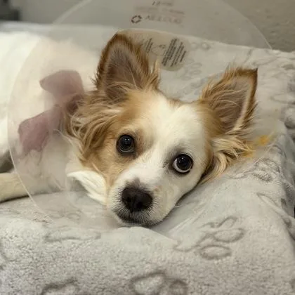 An adult small-sized male Apricot / Beige Papillon dog named Guero Papa Bear for adoption in Sacramento, CA