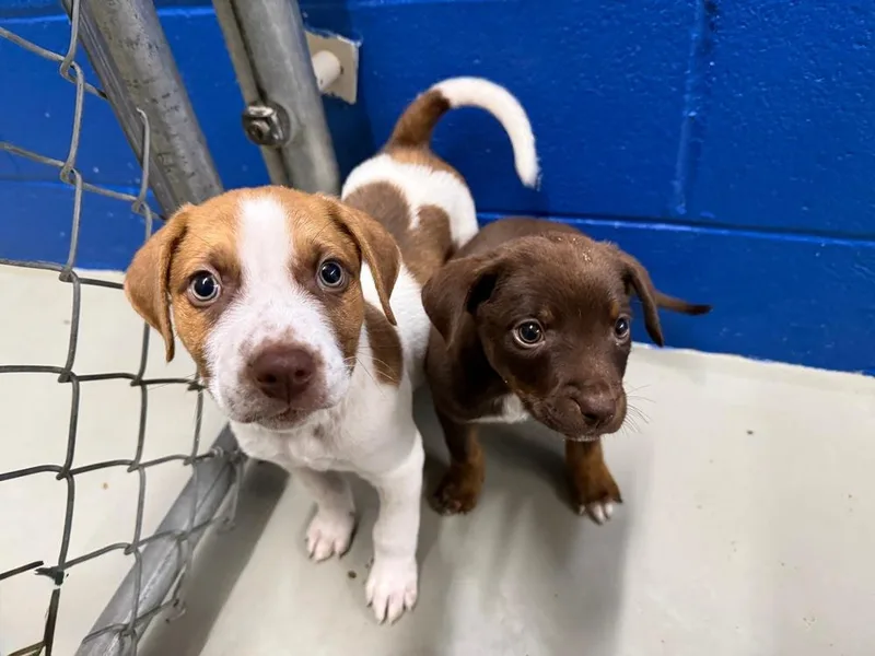 A baby small-sized female Brown / Chocolate Mixed Breed dog named Nori for adoption in Bronx, NY