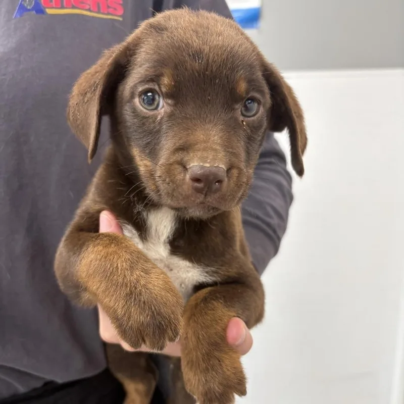 Nori thumbnail 2