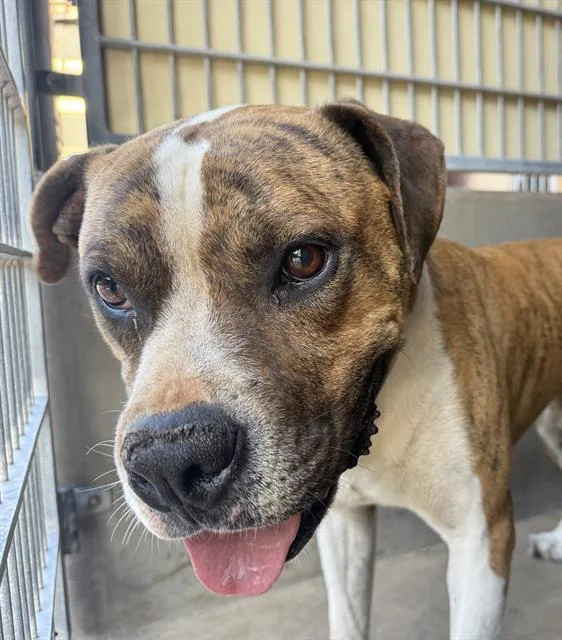 An adult large-sized male Boxer dog named Thor for adoption in Chula Vista, CA