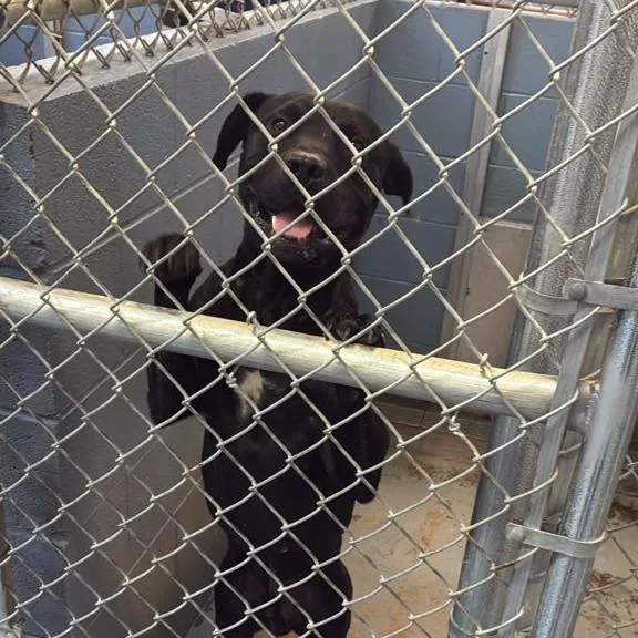 An adult large-sized male Black Mixed Breed dog named Barksdale for adoption in Gadsden, AL