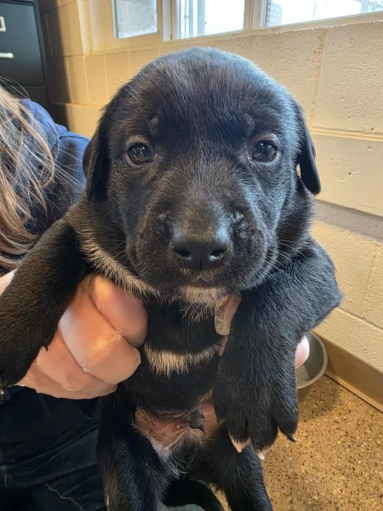 A baby medium-sized male Labrador Retriever dog named Blackie Chan for adoption in Gold Beach, OR