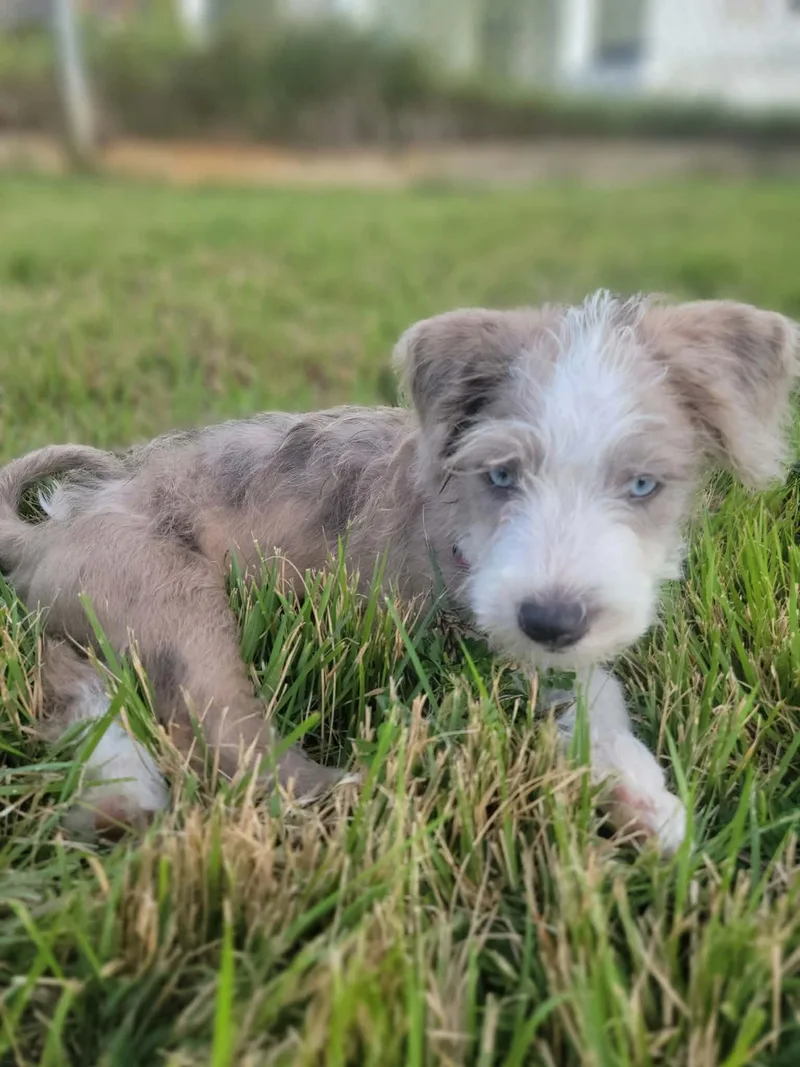 A baby medium-sized male Mixed Breed dog named Popeye for adoption in Nanuet, NY