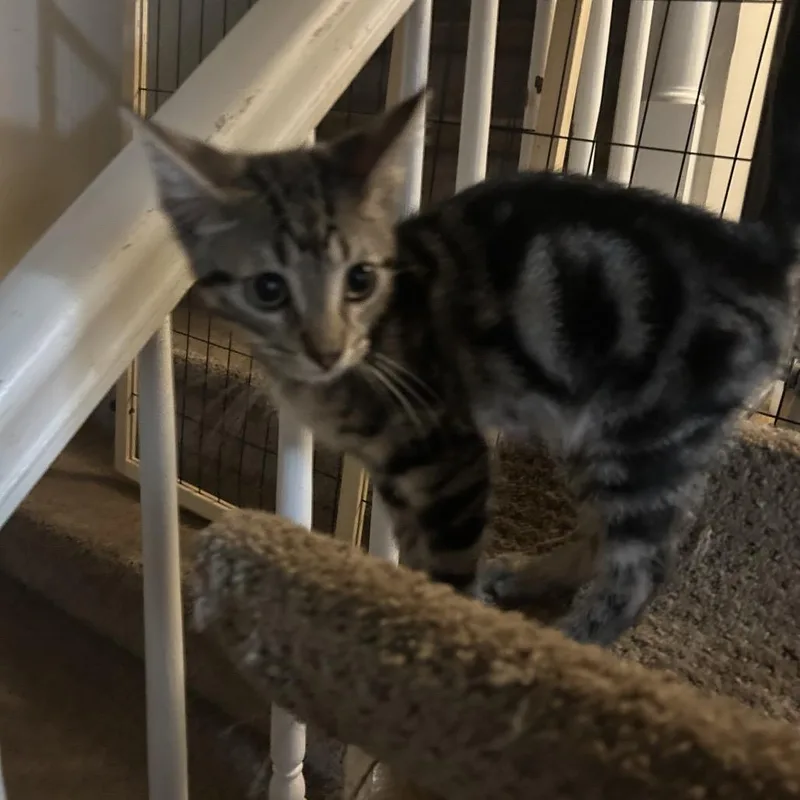 A baby small-sized male Domestic Short Hair cat named Flash for adoption in Cumming, GA