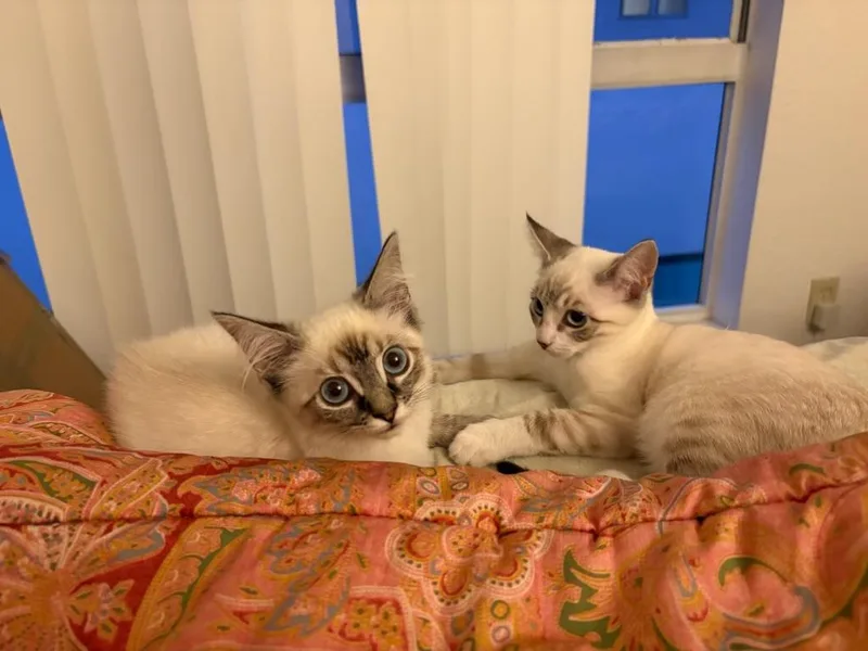 A baby small-sized female Siamese cat named Aurora for adoption in Long Beach, CA