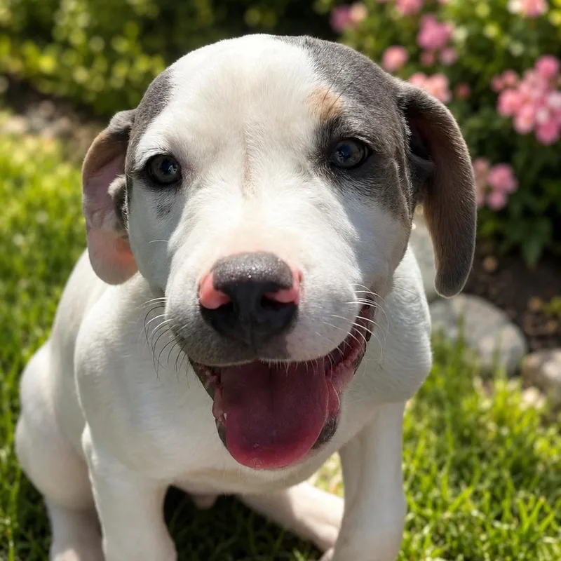 A baby medium-sized male Mixed Breed dog named Paco for adoption in PLAINFIELD, CT
