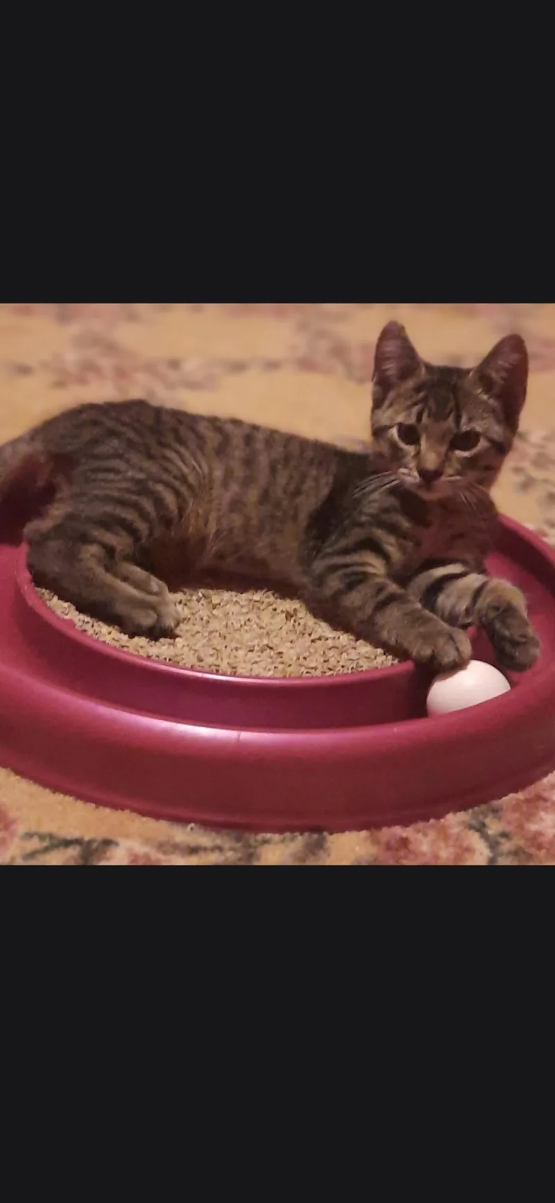 A baby large-sized male Tabby (Brown / Chocolate) Domestic Short Hair cat named Cadet for adoption in Medford, WI