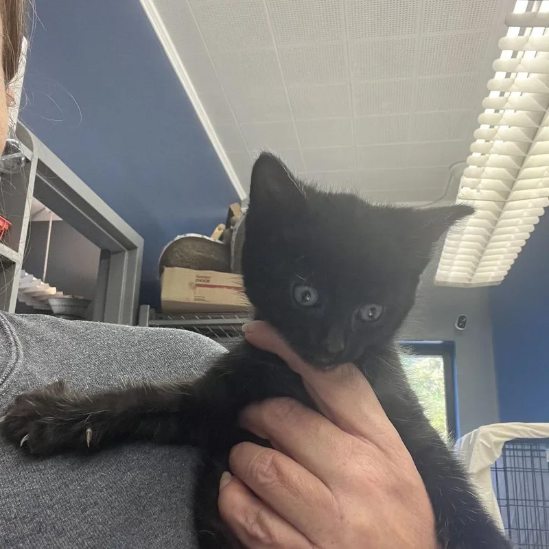 A baby small-sized female Black Domestic Short Hair cat named Snuggle for adoption in Oak Hill, WV