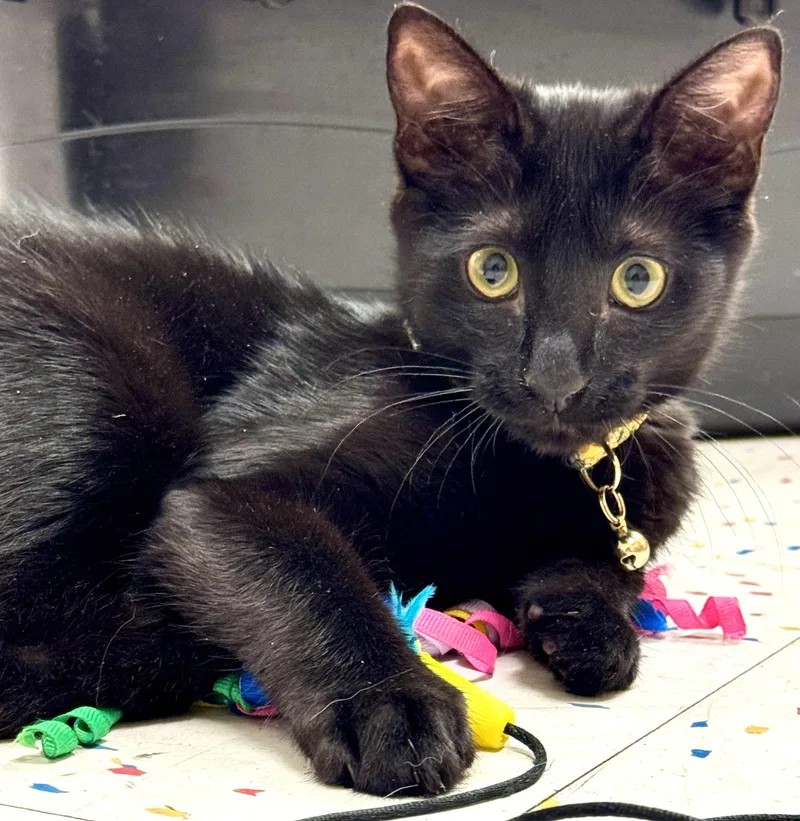 A baby medium-sized male Black Domestic Short Hair cat named Rhinolo for adoption in Othello, WA