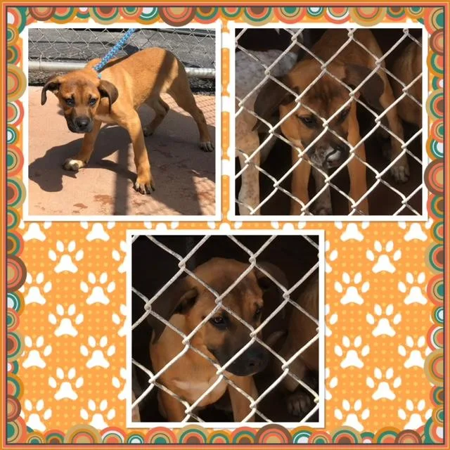A baby medium-sized female Yellow / Tan / Blond / Fawn Boxer dog named Sadie for adoption in Buckhannon, WV