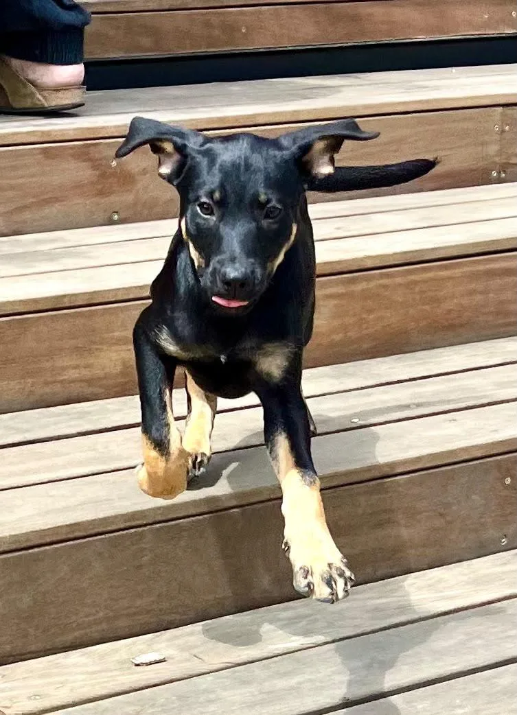 A baby medium-sized female Rottweiler dog named Sabrina for adoption in Austin, TX