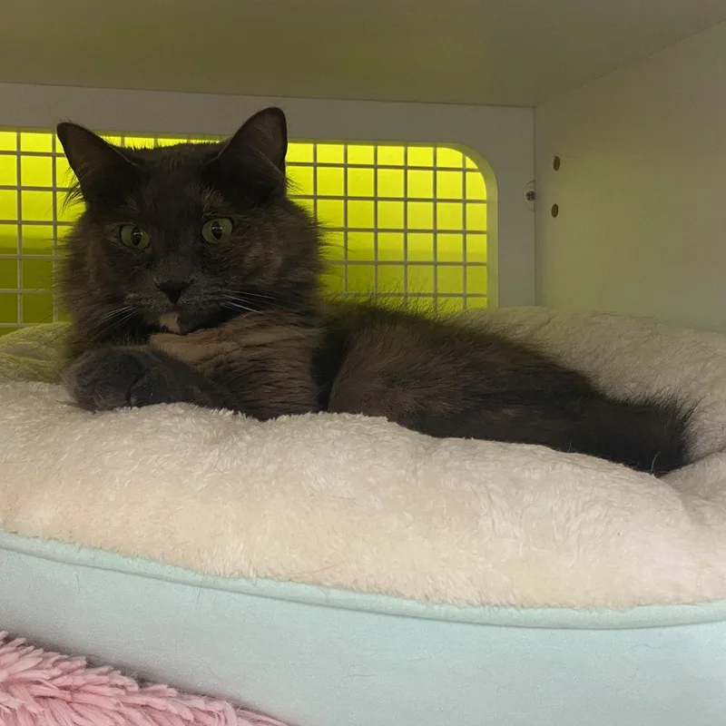 Lulu  Softest Fur thumbnail 2