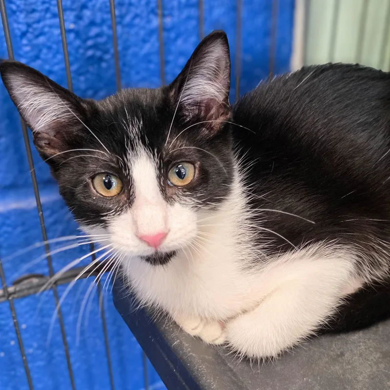 A baby medium-sized female Black & White / Tuxedo Domestic Medium Hair cat named Wendy Jo for adoption in Gainesville, TX