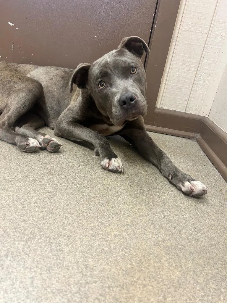 A baby medium-sized female Pit Bull Terrier dog named Lemonade for adoption in Springfield, OH