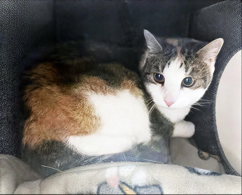 An adult medium-sized female Tabby (Gray / Blue / Silver) Domestic Short Hair cat named Sally Sue for adoption in Nashville, TN
