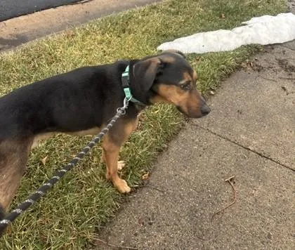 An adult large-sized male Mixed Breed dog named Zeus for adoption in Fairfax, VA