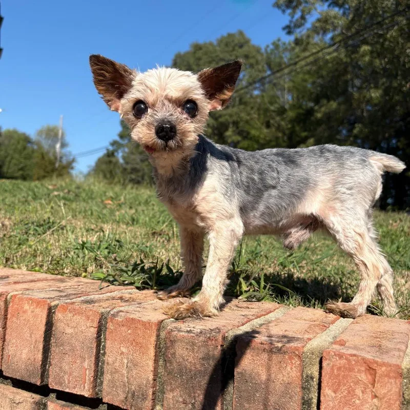 A senior small-sized male Yorkshire Terrier dog named Marvin for adoption in Odenville, AL