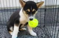 A baby medium-sized female Mixed Breed dog named Heidi for adoption in West Chester, PA