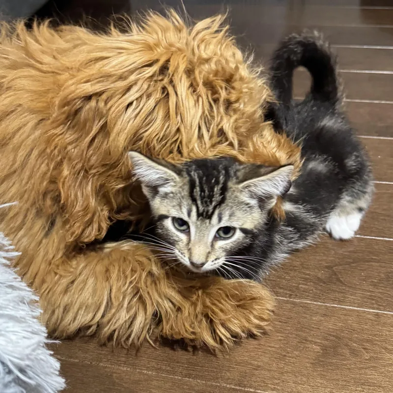 Chewbacca thumbnail 2