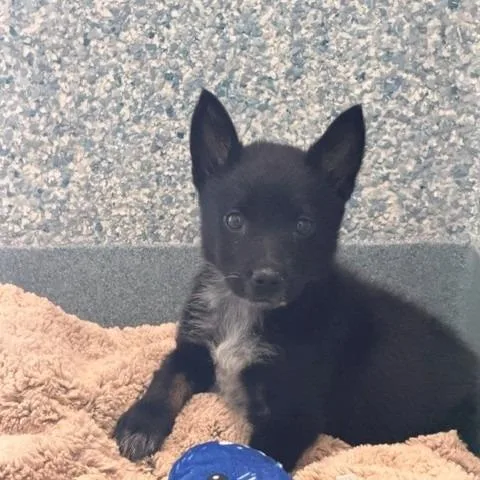 Roo