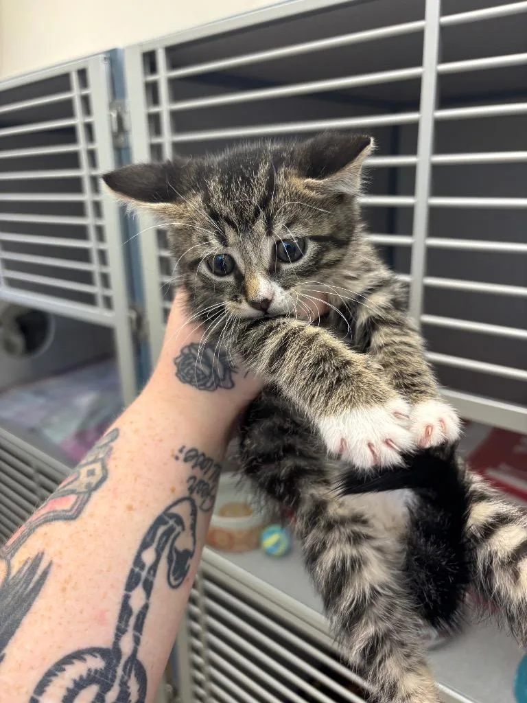 A baby small-sized male Domestic Short Hair cat named Wolverine for adoption in Liverpool, NY