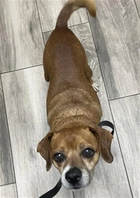 An adult medium-sized male Chihuahua dog named Carmelo for adoption in Redlands, CA