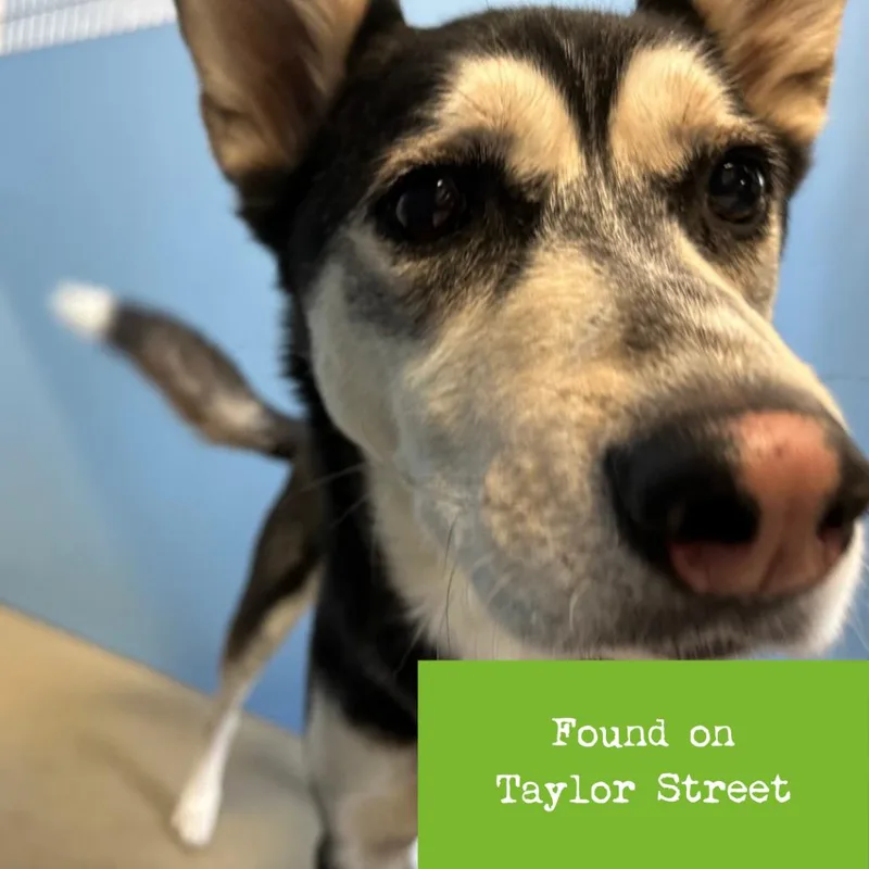 An adult medium-sized male Black Husky dog named Balto for adoption in Lynchburg, VA