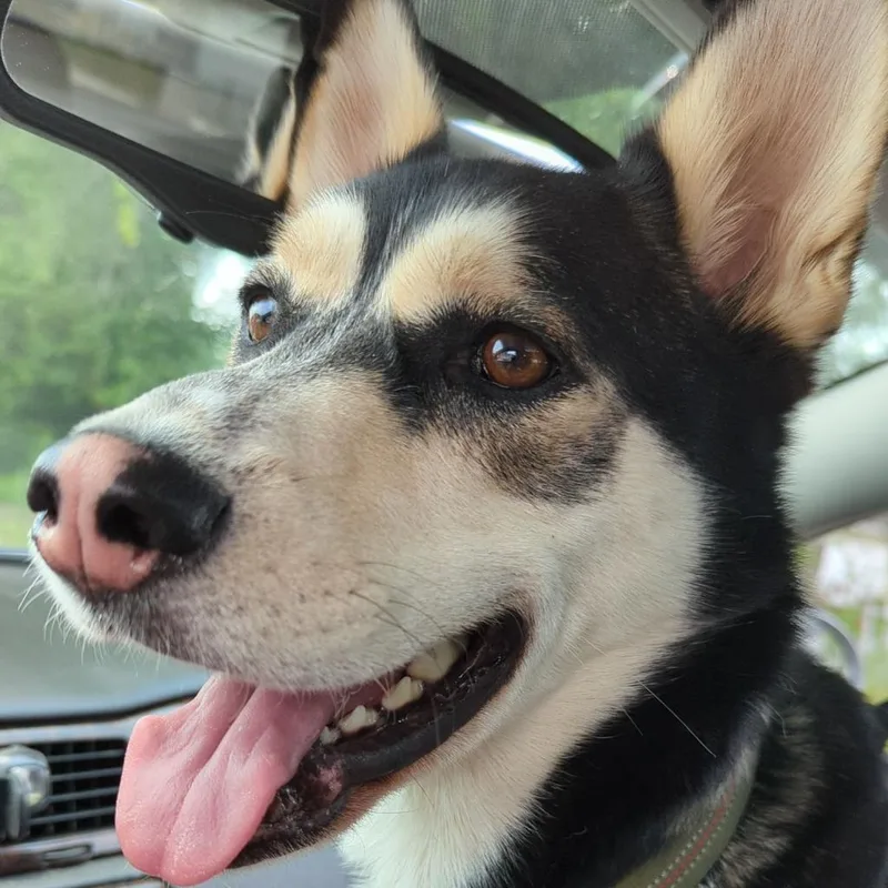 Balto thumbnail 2