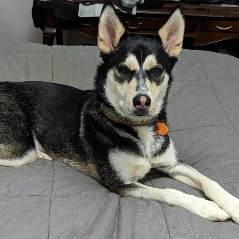 Balto thumbnail 4