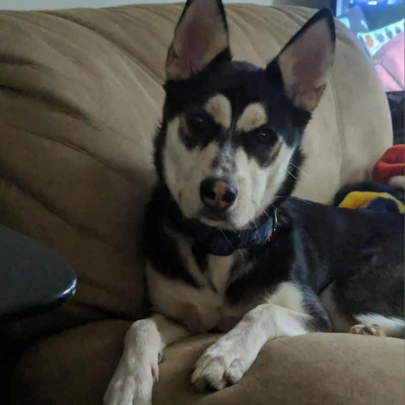 Balto thumbnail 6