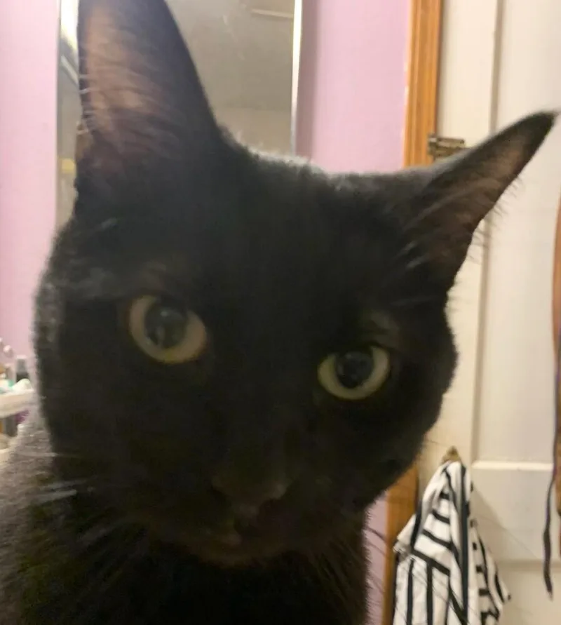 Kristine's Nikki thumbnail 3