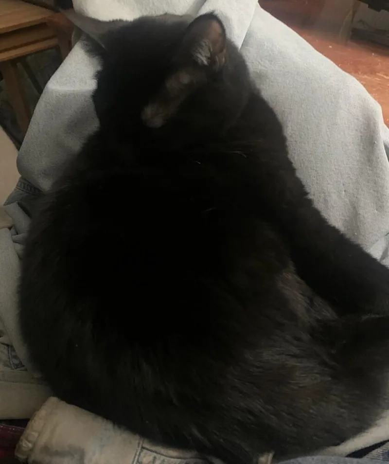 Kristine's Nikki thumbnail 4