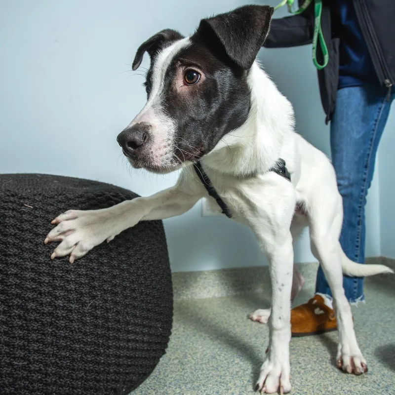 Haymitch thumbnail 4